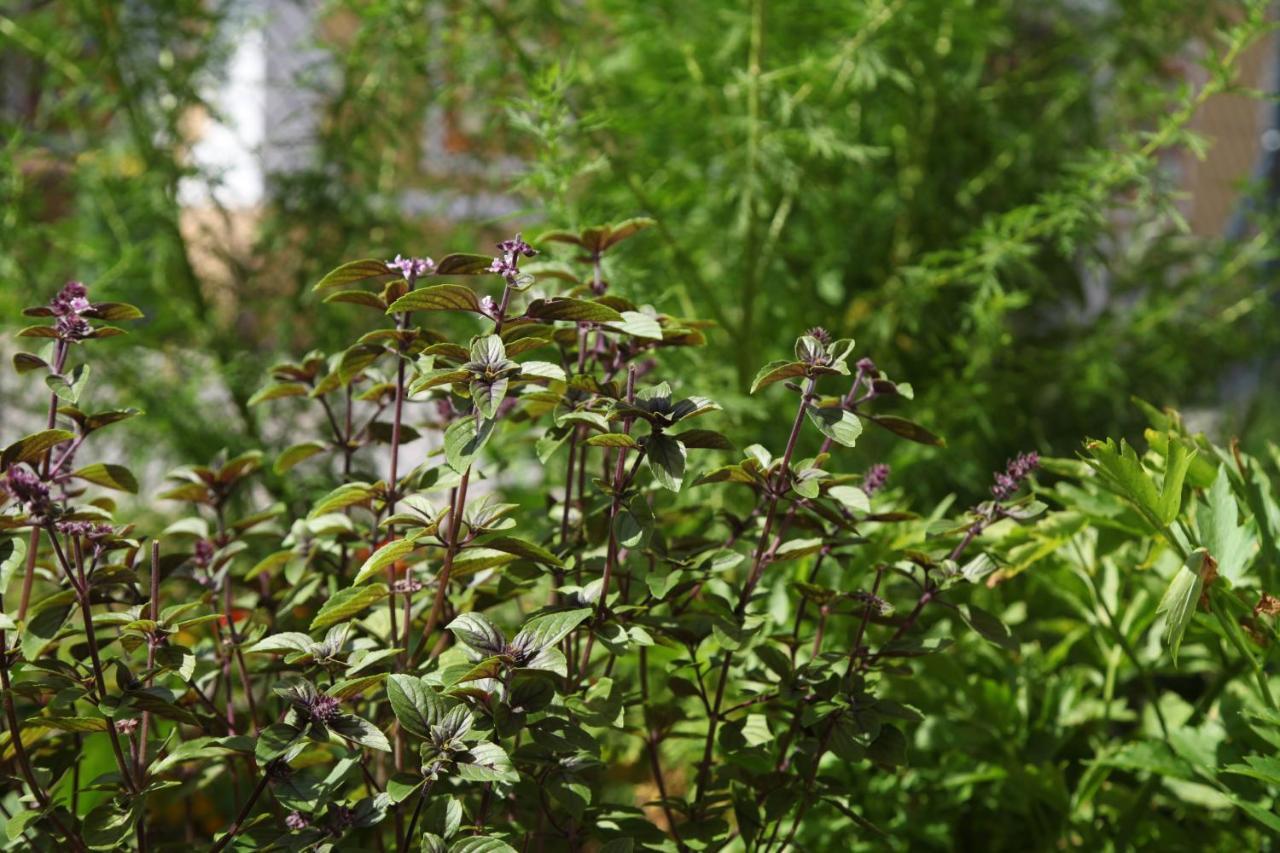 Apartment Jurijana - New 4-Bedroom Triplex With Sauna & Garden ボーヒニ エクステリア 写真